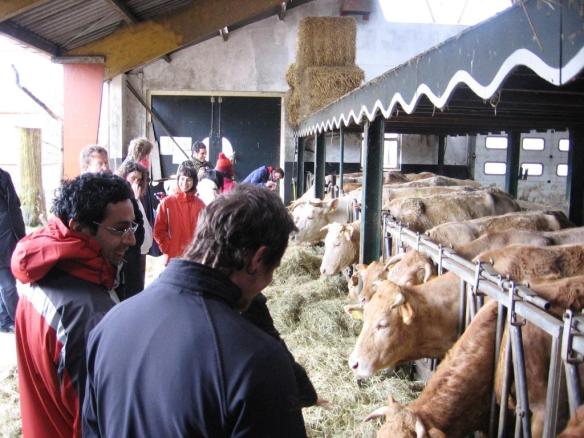 Blonde d'Aquitaine's at the Eemlandhoeve Blonde d'Aquitaines at the Eemlandhoeve