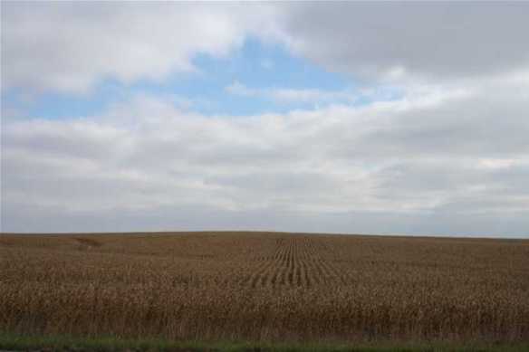cornfield iowa