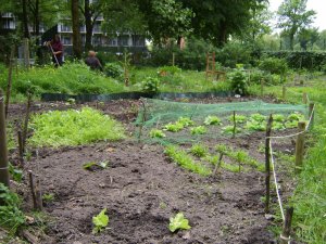 my garden in wageningen