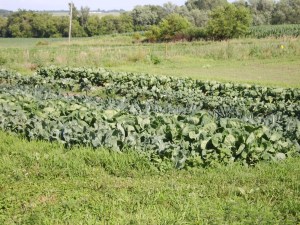 one of the fields on the Small Potatoes Farm