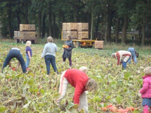 pompoenoogst 2 pompoenoogst 2