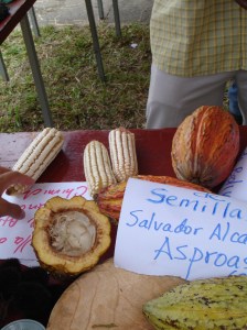 Cocoa fruit at festival
