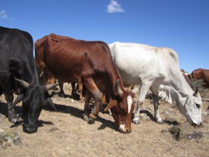 Still what it is all about? – Maasai cattle