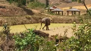 Woman plants rice with Picnic Shelters in background