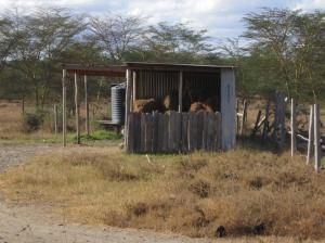Producing and storing hay for dry seasons as a way to avoid or postpone migration.  