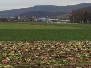 Ortoloco, Zurich - peri-urban CSA with a view of an Ikea