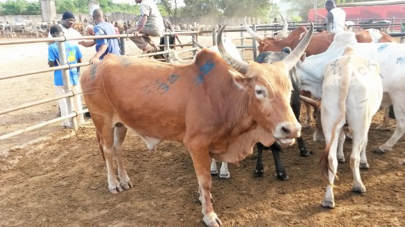 Cattle Numbered1 Face