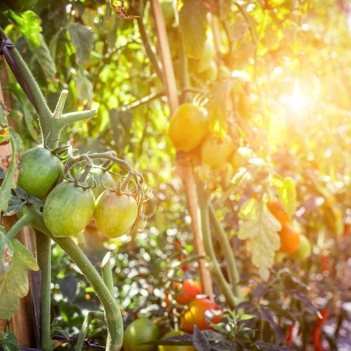 Internship or Thesis Opportunity: Allotment and Community Gardens in Warsaw and&nbsp;Berlin