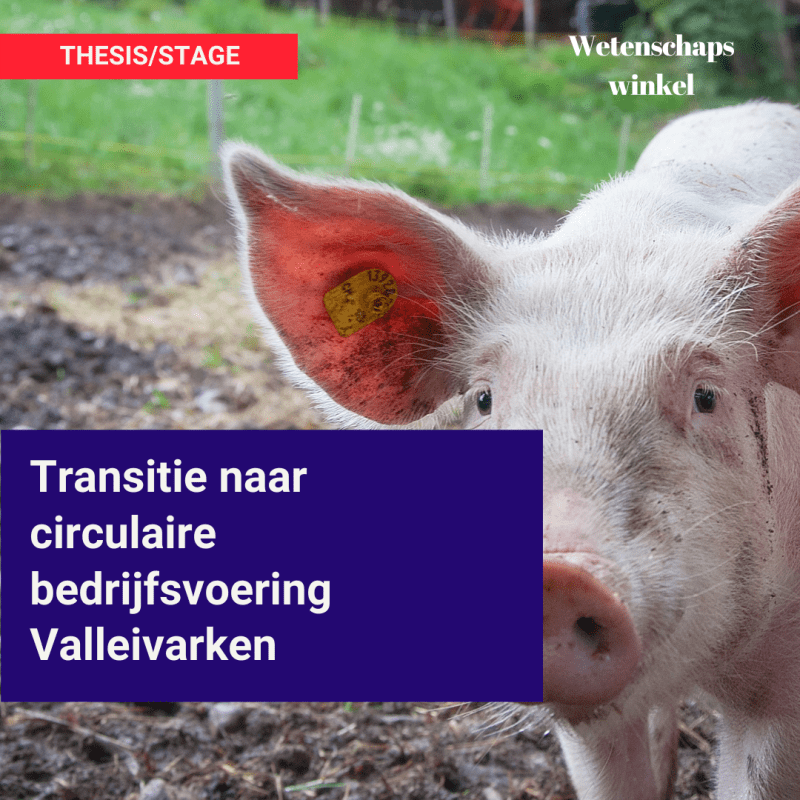 Thesis/Stage Transitie naar circulaire bedrijfsvoering&nbsp;Valleivarken